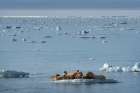Norway, Svalbard. Walrus pod in Arctic Ocean. Art Print
